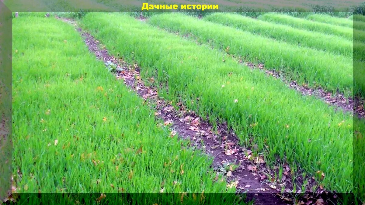 7 причин для посева сидератов: как повысить плодородие почвы без внесения удобрений