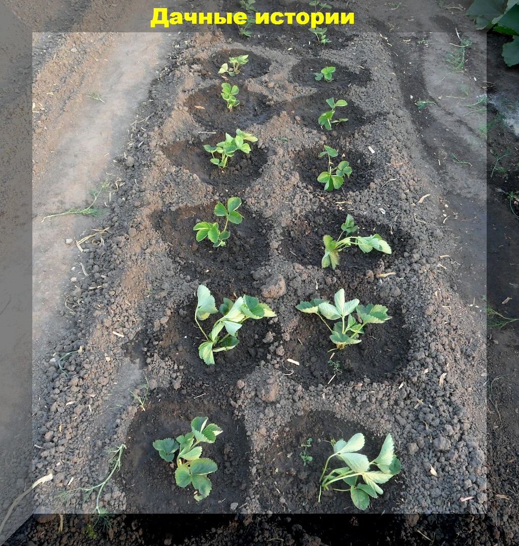 Как осенью посадить клубнику правильно: как подготовить посадочный материал клубники для лучшей приживаемости
