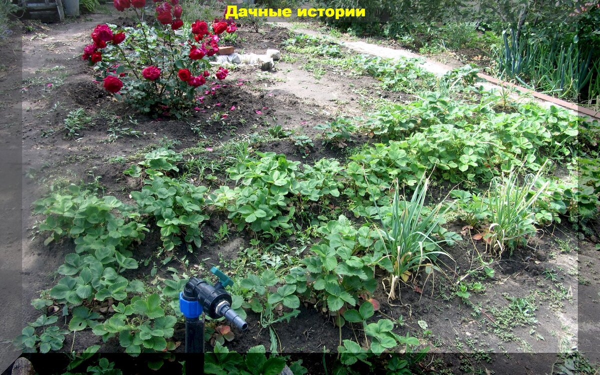 Как осенью посадить клубнику правильно: как подготовить посадочный материал клубники для лучшей приживаемости