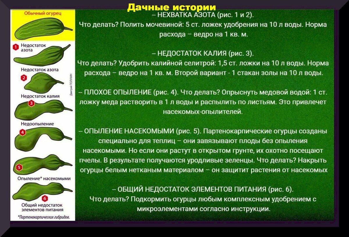 Из каких огурцов собирать семена и как это делать правильно: ошибка при сборе семян, которая может лишить будущего урожая огурцов