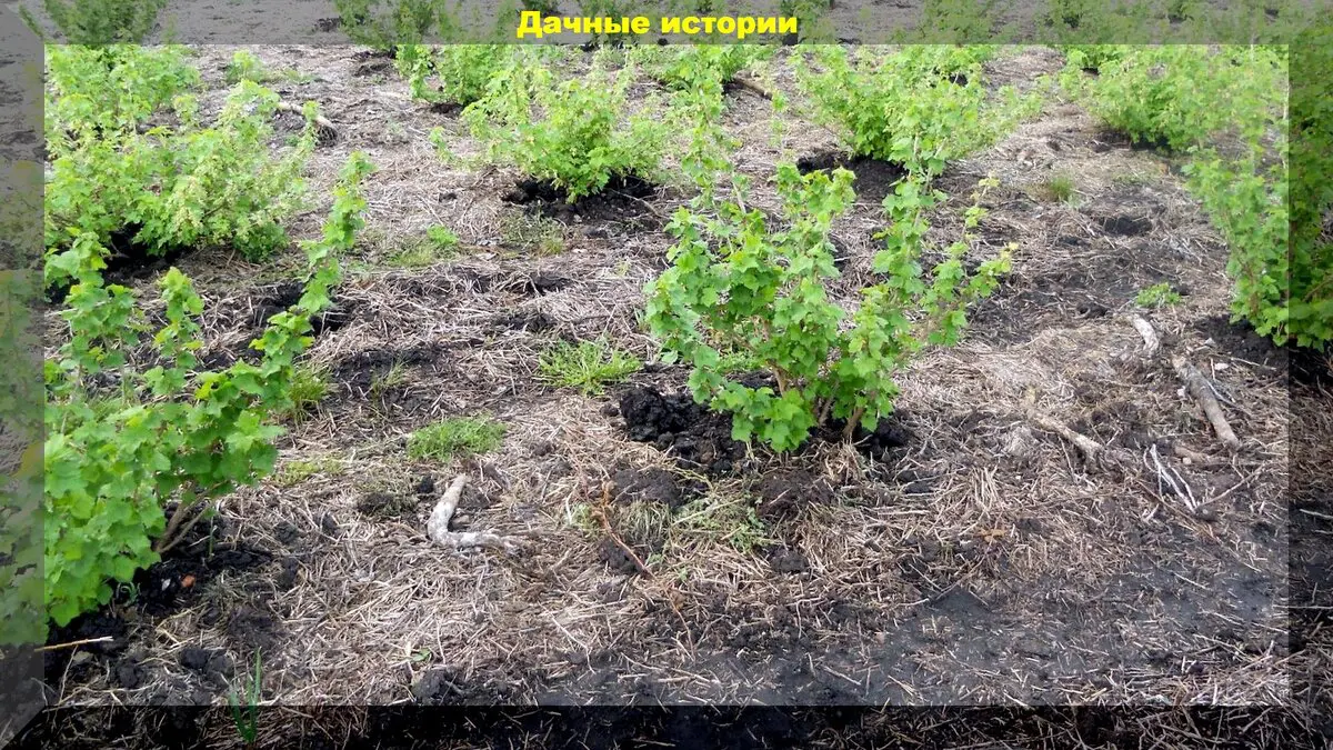 Что делать со смородиной, крыжовником и клубникой осенью: весь комплекс осенних работ с клубникой, крыжовником и смородиной
