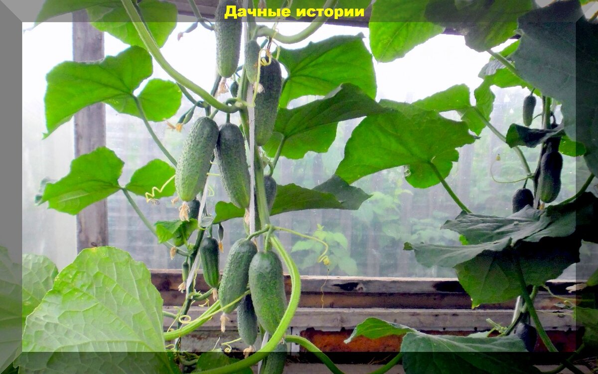 Как продлить плодоношение огурцов в теплице до октября: шесть агроприемов сохранения урожая и продления плодоношения огурцов