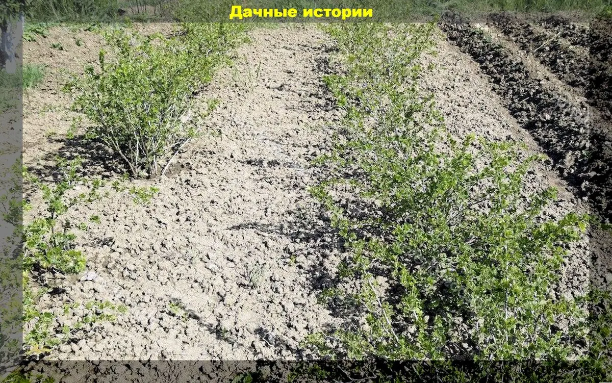 Что делать со смородиной, крыжовником и клубникой осенью: весь комплекс осенних работ с клубникой, крыжовником и смородиной