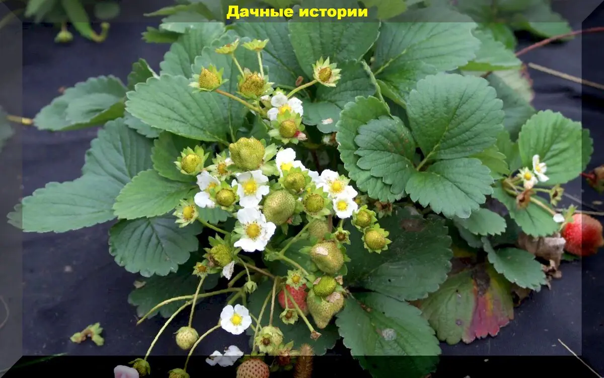 Что делать со смородиной, крыжовником и клубникой осенью: весь комплекс осенних работ с клубникой, крыжовником и смородиной