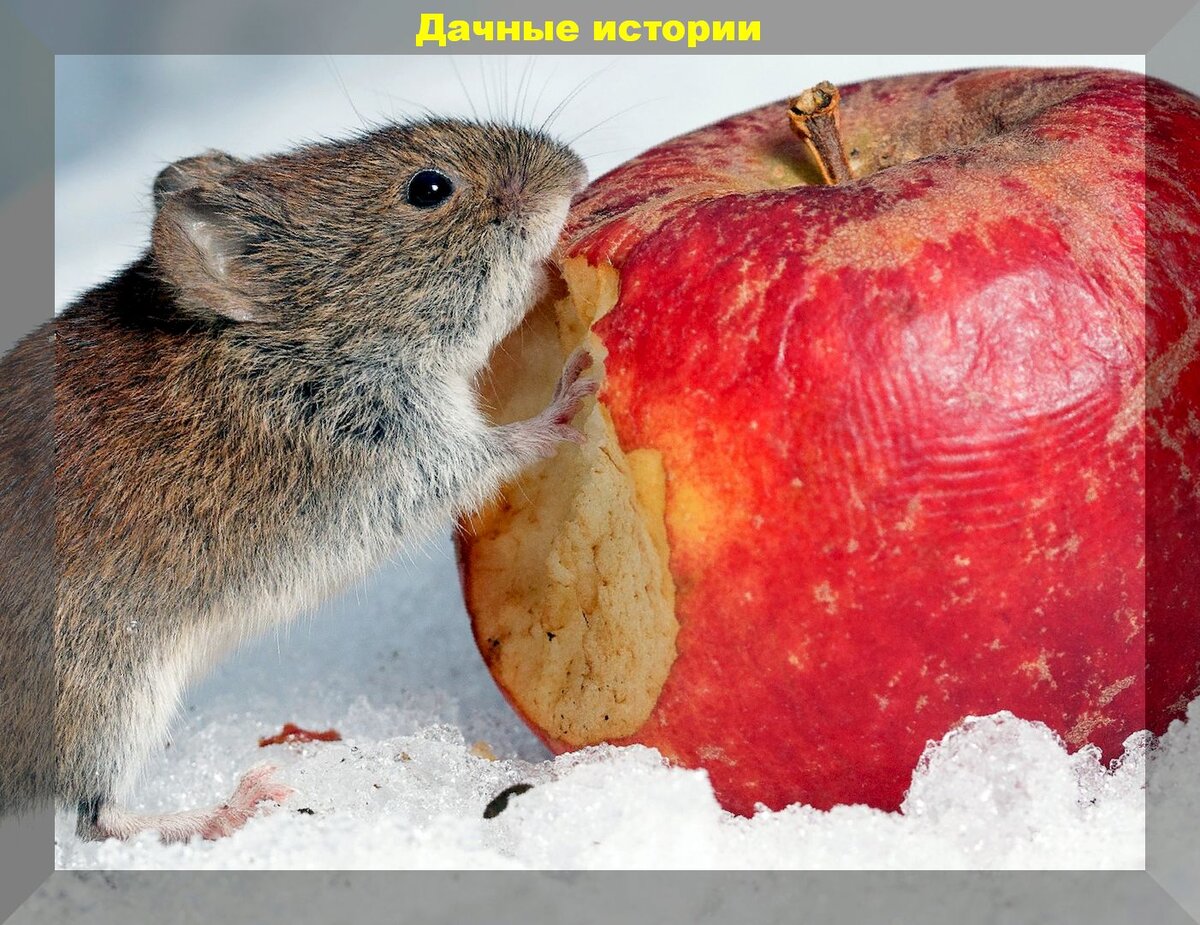 Как защитить сад от мышей зимой: защищаем ежевику и виноград зимой от мышей, чтобы не остаться без урожая