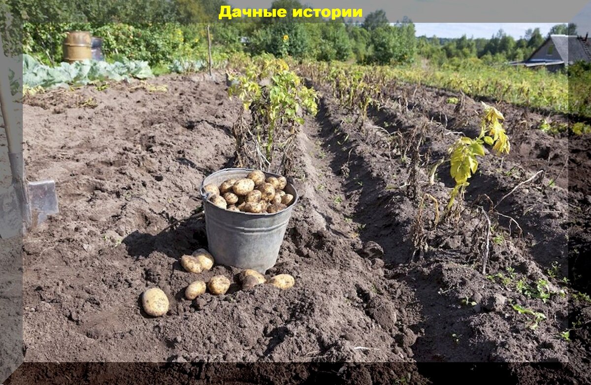 Картофель после картофеля: что делать, когда нет возможности соблюдать севооборот после посадки картофеля