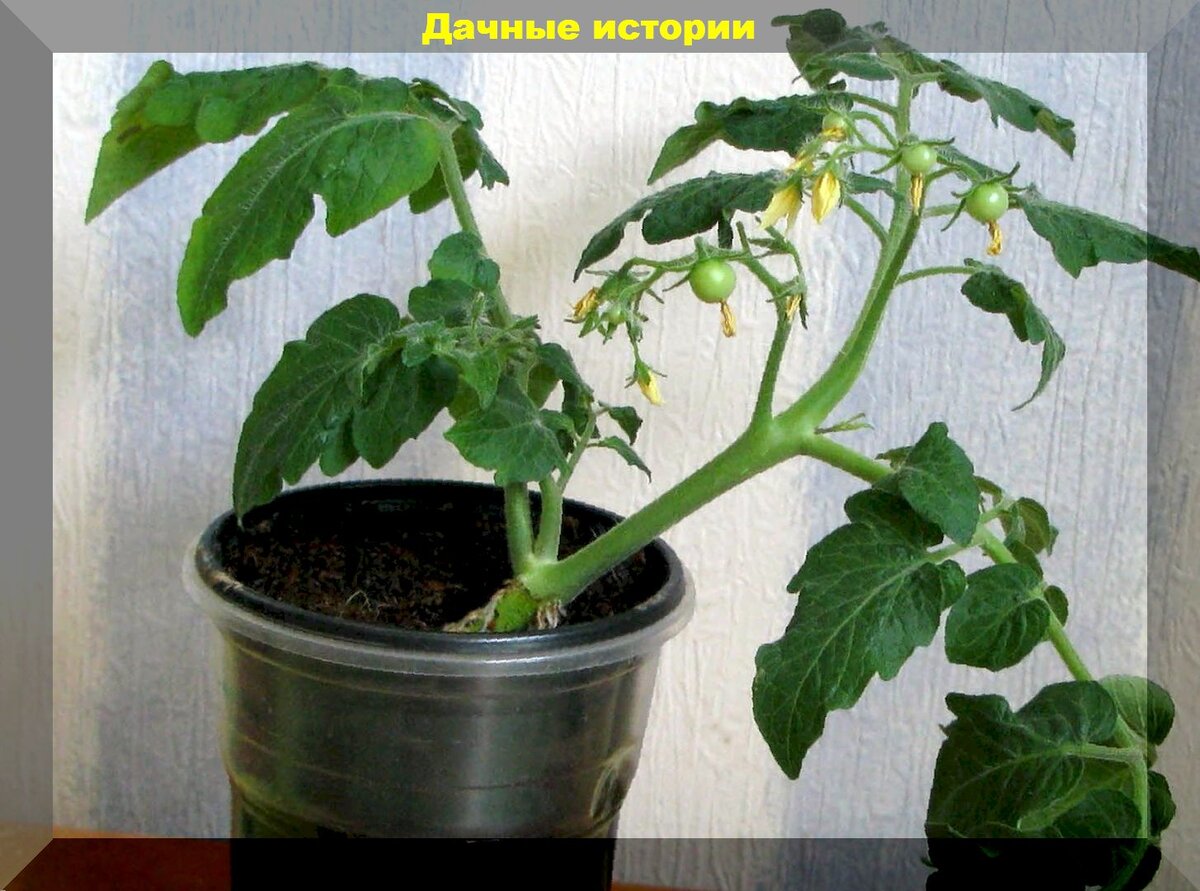 Как ухаживать за томатами в конце лета, чтобы продлить урожай: чем подкормить, как формировать, как черенковать томаты