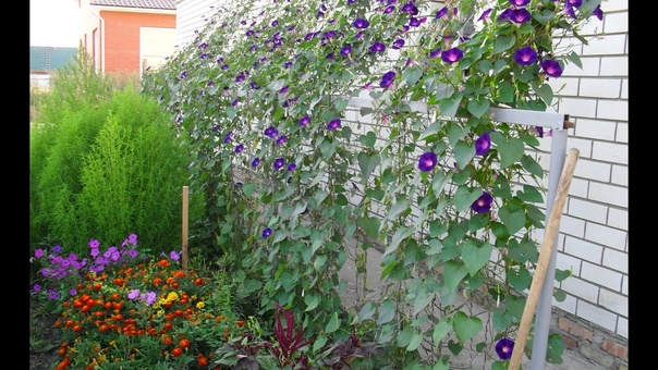 Опоры для цветов и кустарников как украшение сада