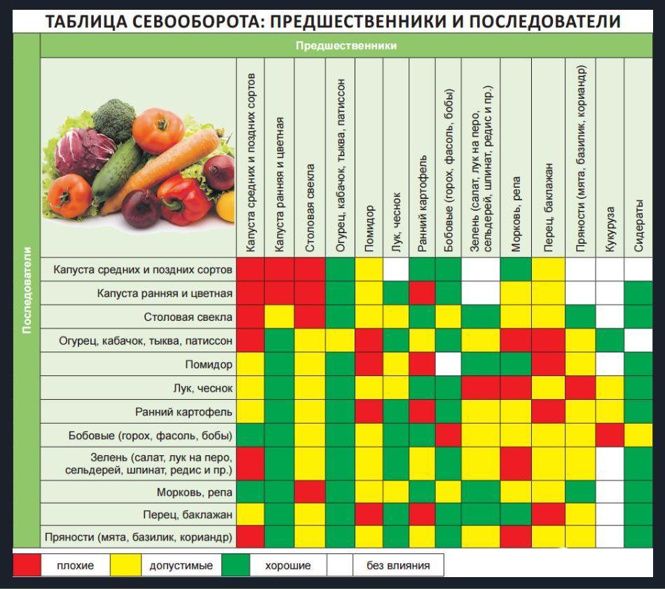 Важнейшие правила севооборота овощных культур, которые нельзя нарушать