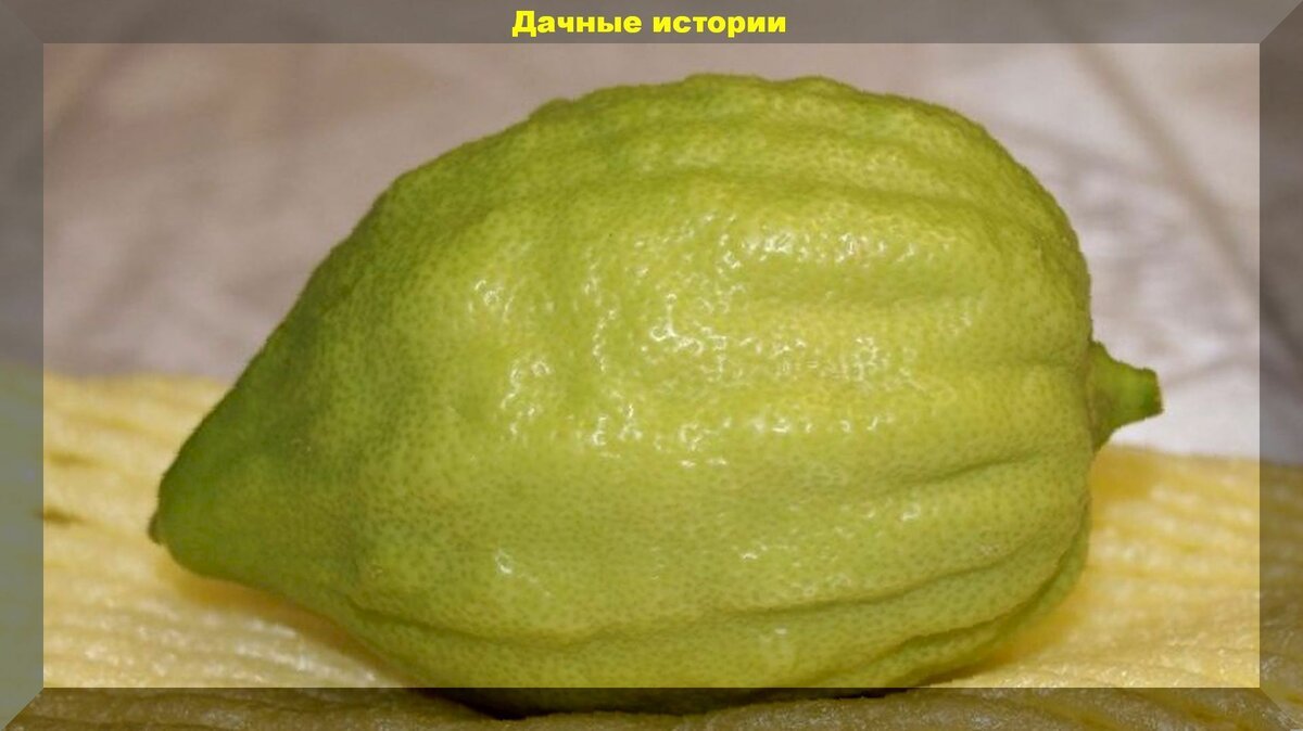 Цитрон - малоизвестный брат лимона. Выращиваем на подоконнике