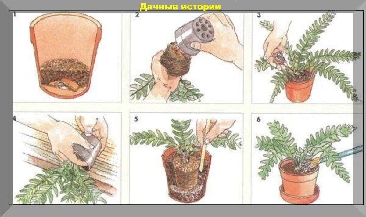 Обязательные для соблюдения правила при пересадке комнатных растений
