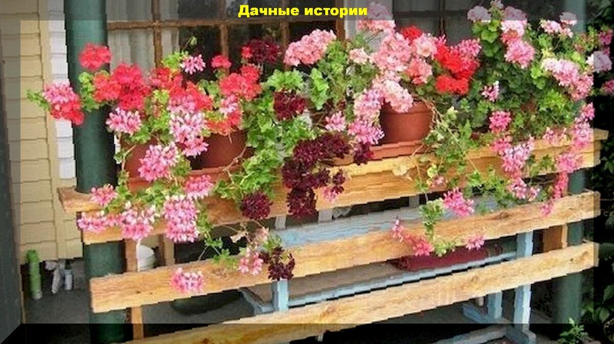 Цветы в горшках - на дачу. Советы по уходу за комнатными цветами летом на улице
