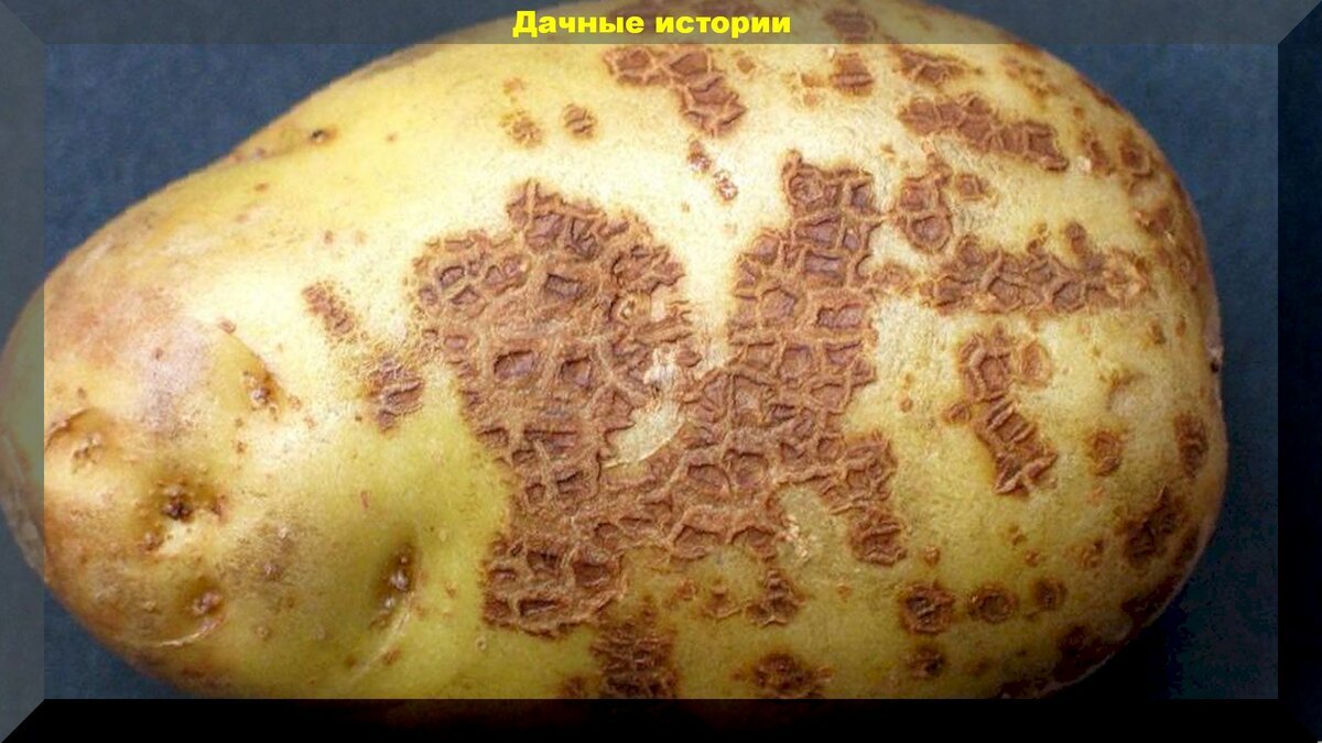 Парша на картофеле