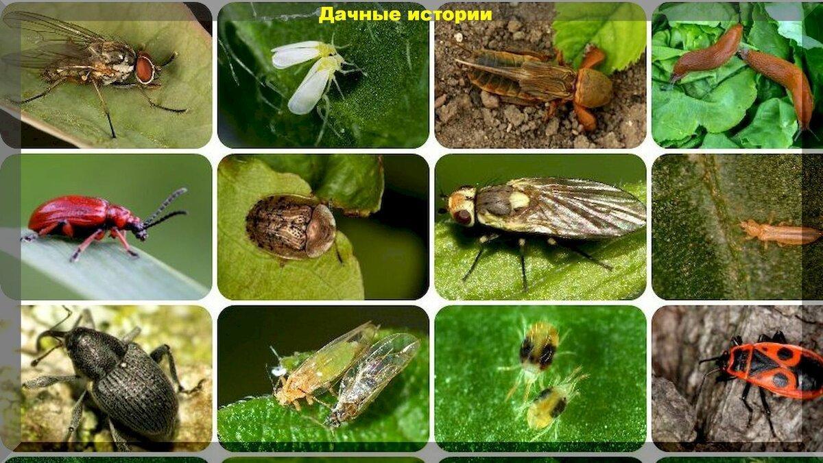 Инсектицид "Актара": важные правила применения системных инсектицидов на участке
