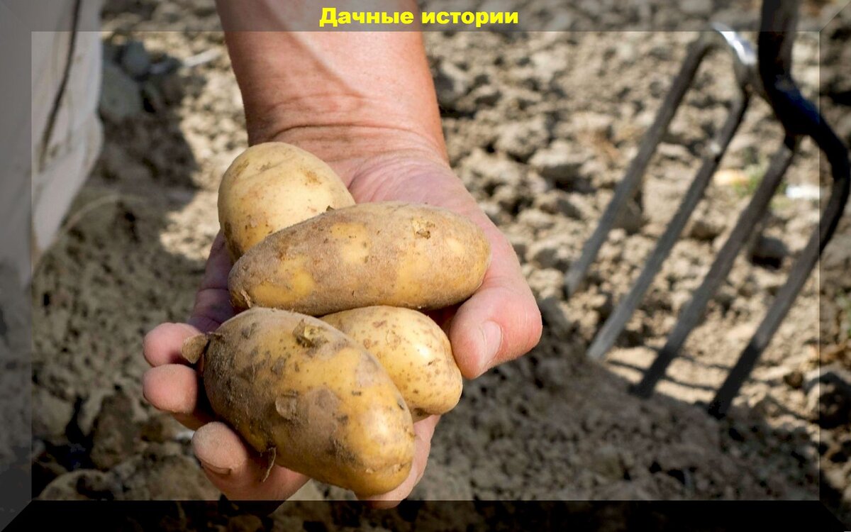 Как улучшить лежкость картофеля: главные правила успешной зимовки картофеля