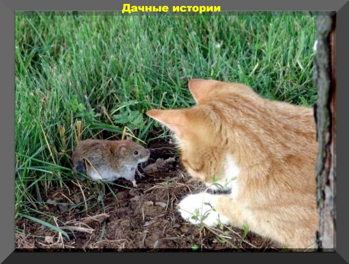 Мыши в огороде. Кошки и Грызуны. Мыши на даче. Мышь Дачная. Мышка в огороде.