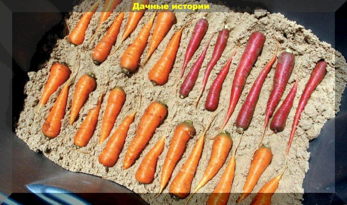 Морковь и свекла прекрасно сохраняются и будут сочными до нового урожая, если следовать этим советам