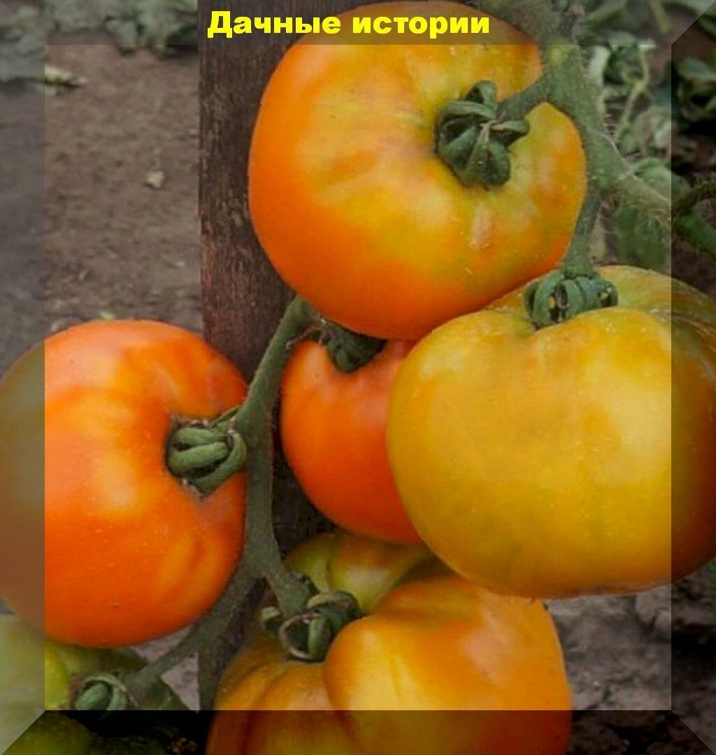 "Илья Муромец". Суперурожайный томат, семена которого стоят копейки