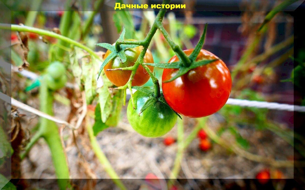 За сколько вырастают помидоры