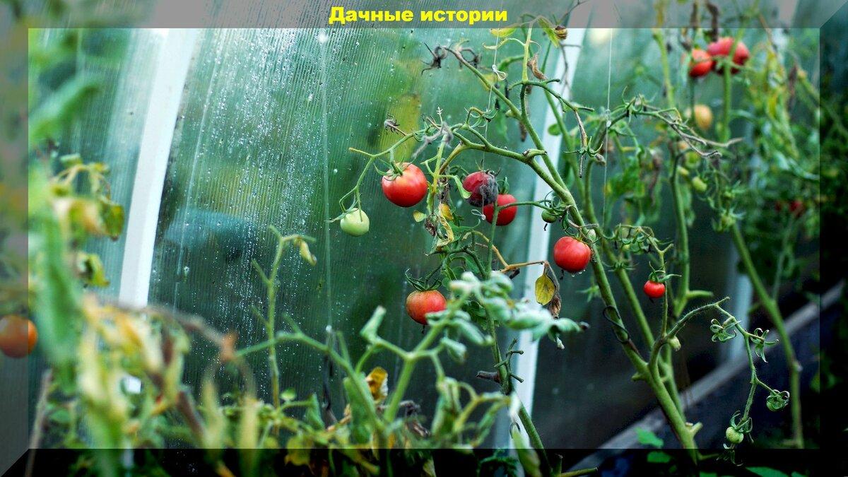 О выращивании помидор в теплице до ноября и вкусе томатов: причины, по которым помидоры вырастают невкусными