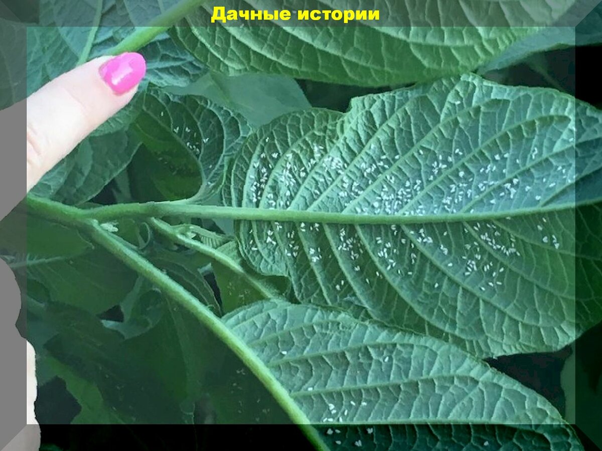 Скипидар: супер средство против белокрылки и прочих садовых вредителей