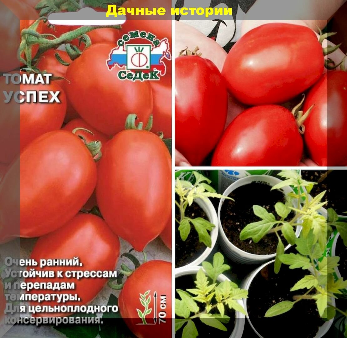 "Успех": сорт томата, который простит новичку ошибки в агротехнике