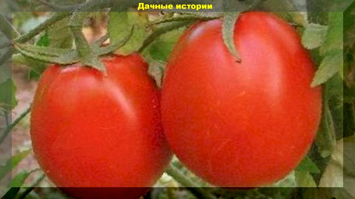 "Успех": сорт томата, который простит новичку ошибки в агротехнике