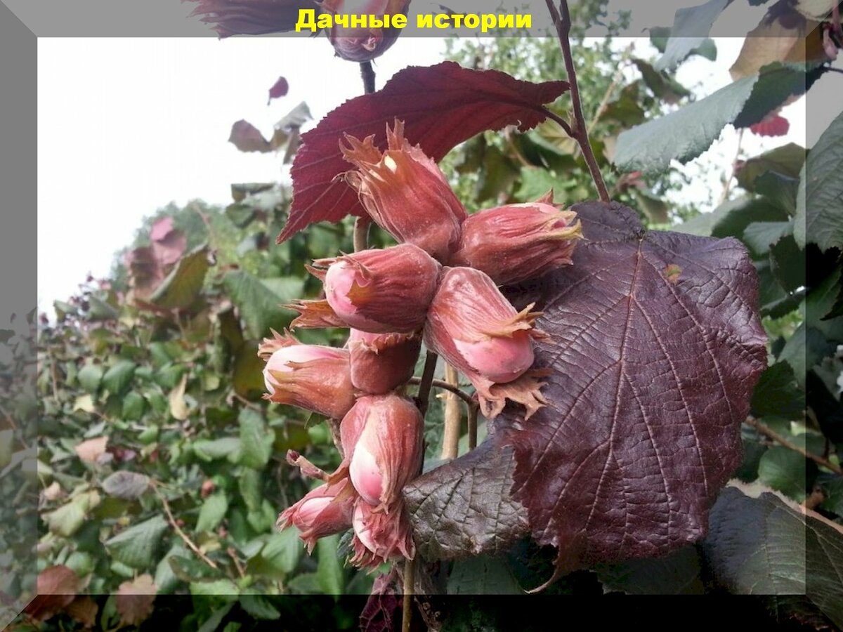 Фундук: практические советы по выращиванию полезных орешков в саду
