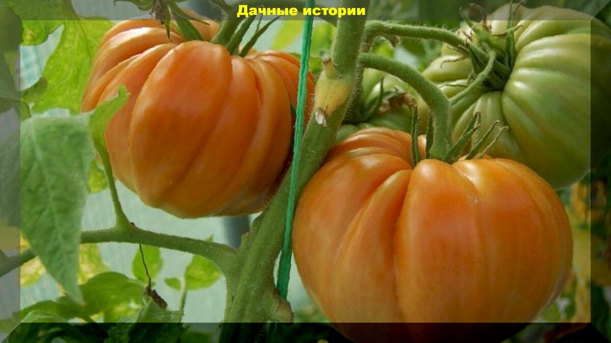 "Брутус" - томатный гигант на огороде: прекрасный, проверенный временем крупноплодный сорт томата