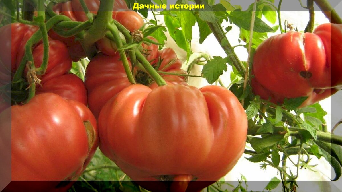 "Брутус": томатный гигант на огороде. Прекрасный крупноплодный сорт