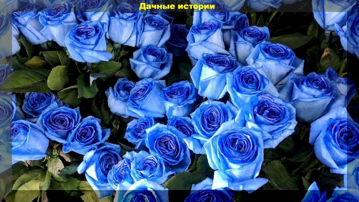 Синие розы. Не попадитесь на обман