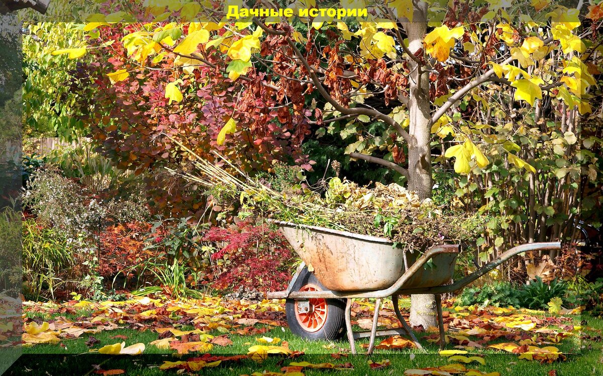 Полный перечень садовых работ в октябре: самые важные заботы в саду во второй половине осени