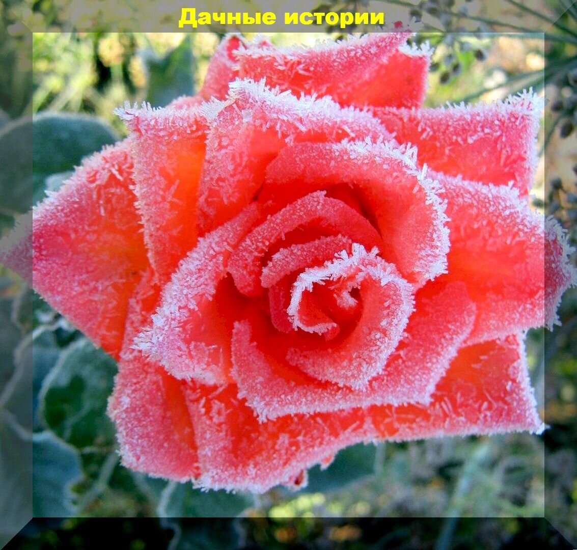 Правила ухода за розами в сентябре - октябре: как подкармливать розы осенью, как защищать розы от болезней и укрывать розы на зиму