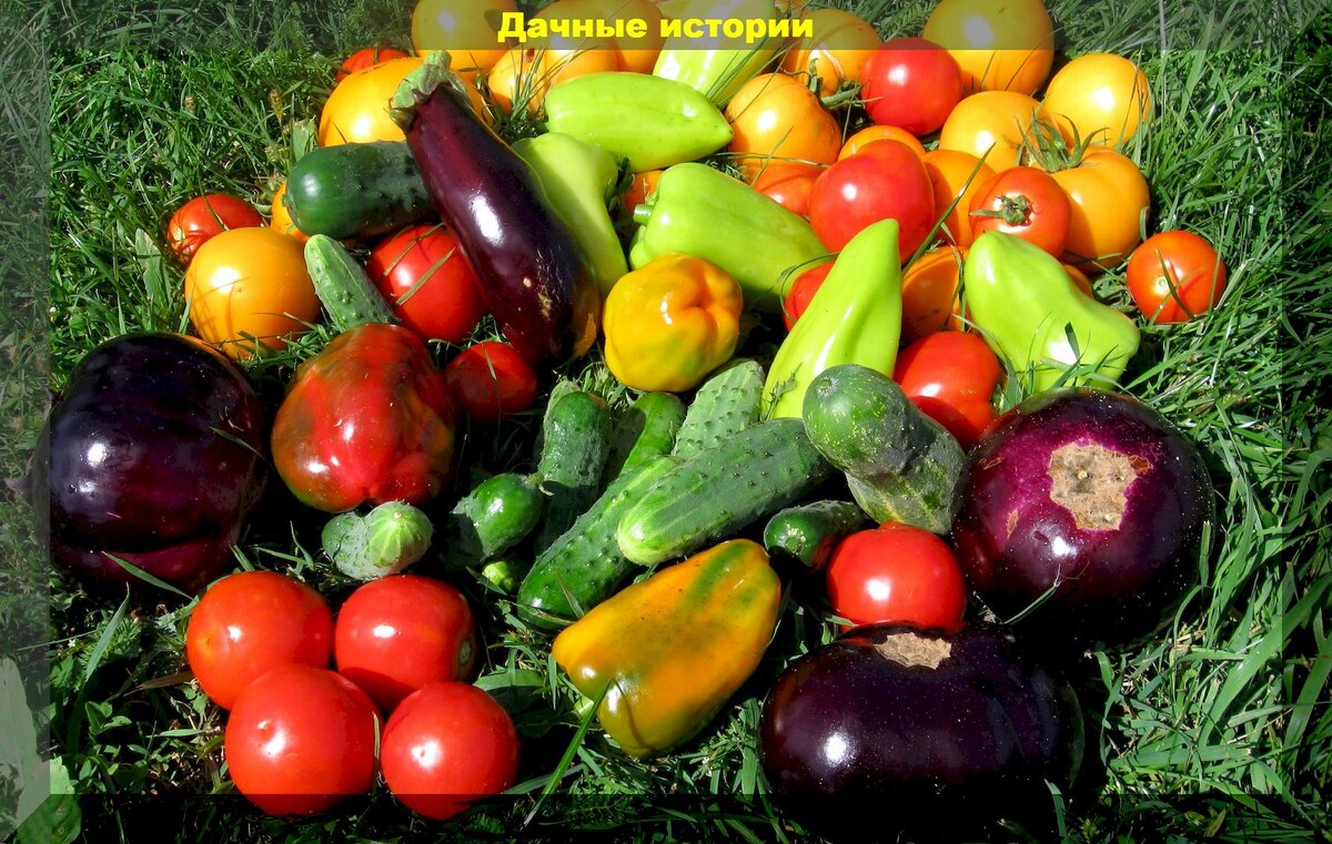 Как избежать горечи у овощей: выращиваем богатый и вкусный урожай овощей без горечи и неприятного послевкусия