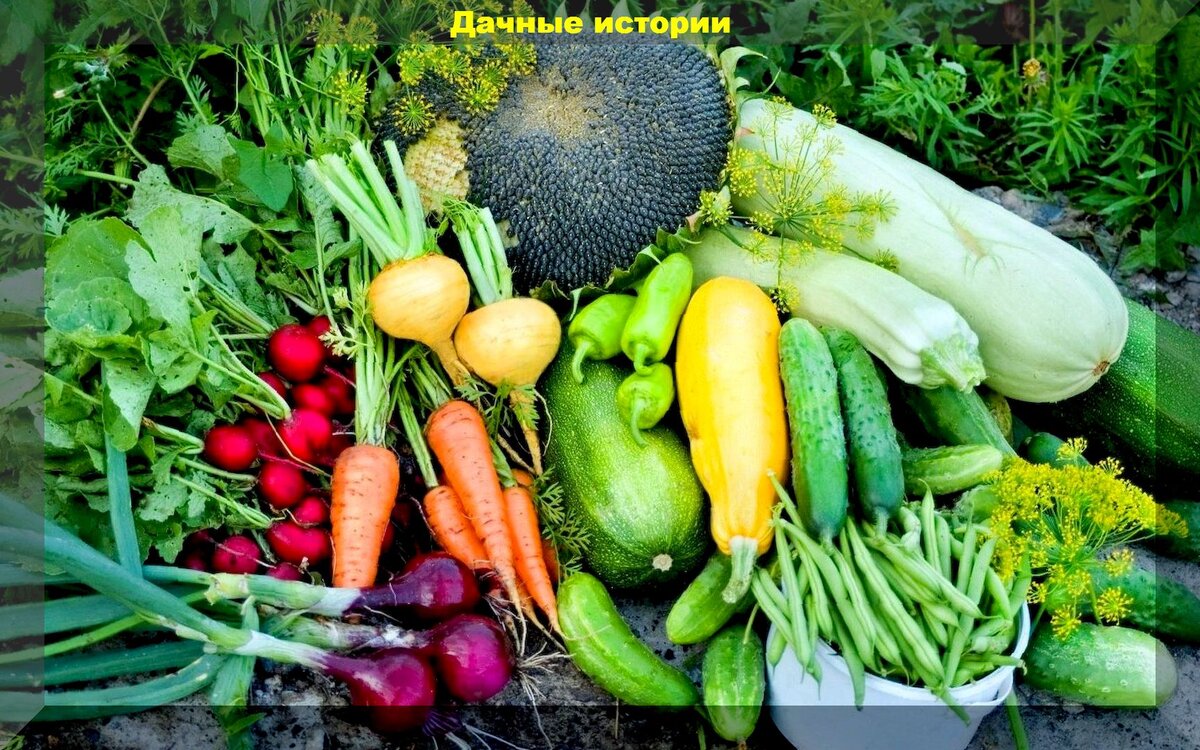 Как избежать горечи у овощей: выращиваем богатый и вкусный урожай овощей без горечи и неприятного послевкусия