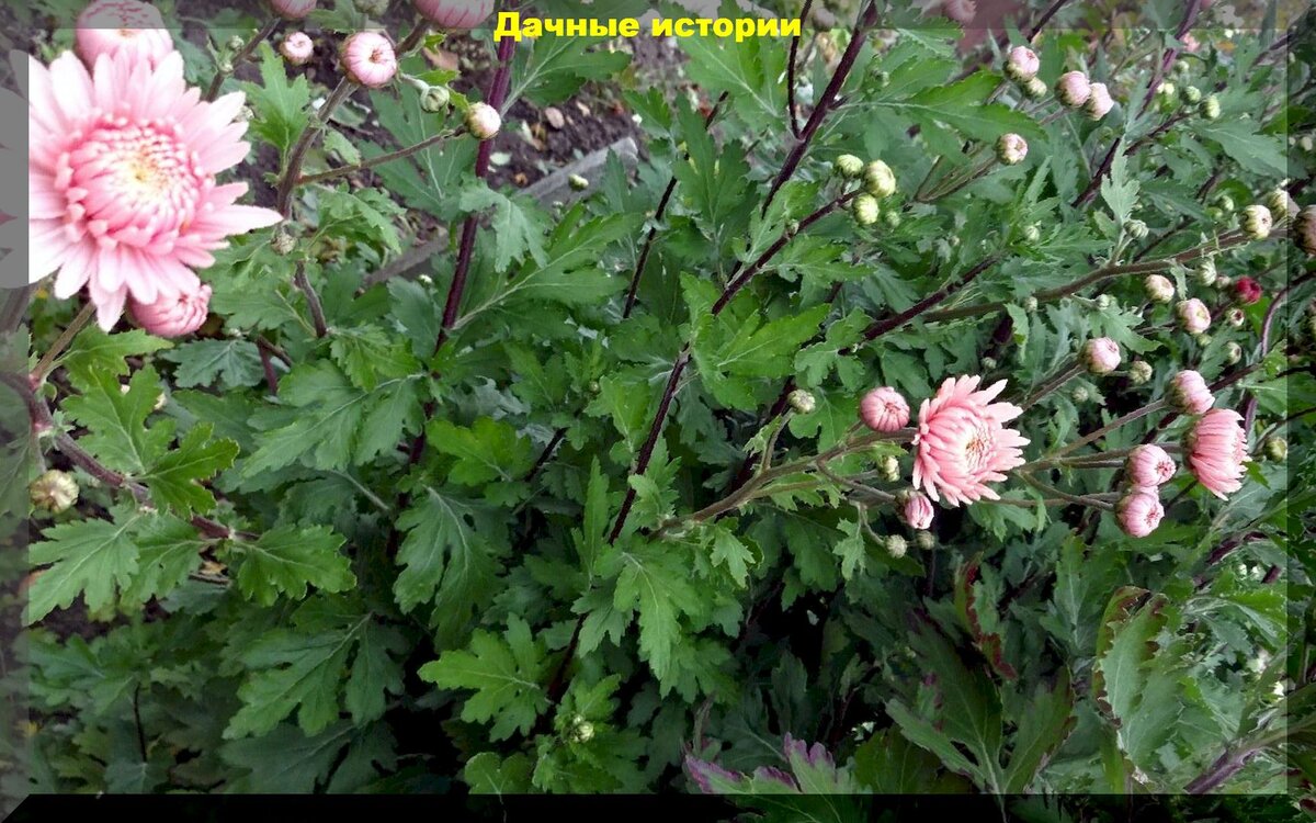 Секреты удачной зимовки хризантемы мультифлора: что нельзя делать при посадке в грунт и уходе за хризантемой и мультифлорой осенью