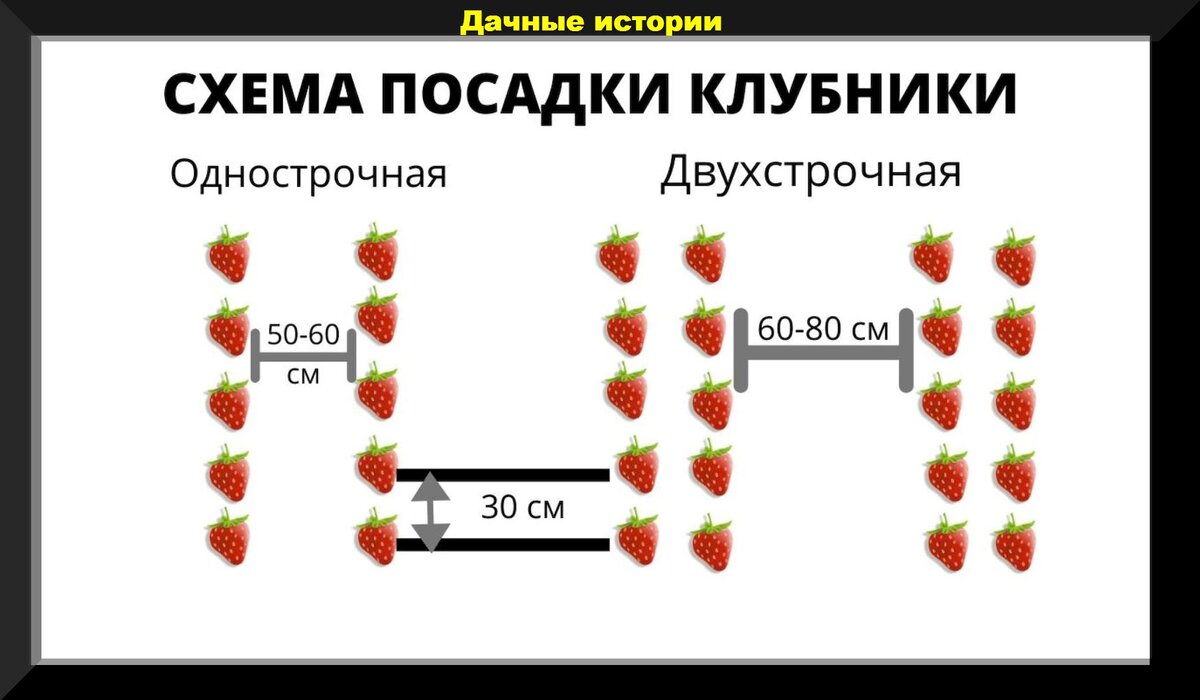 Уход за клубникой осенью: подготовка к зиме, подкормка, посадка и прочие важные клубничные дела