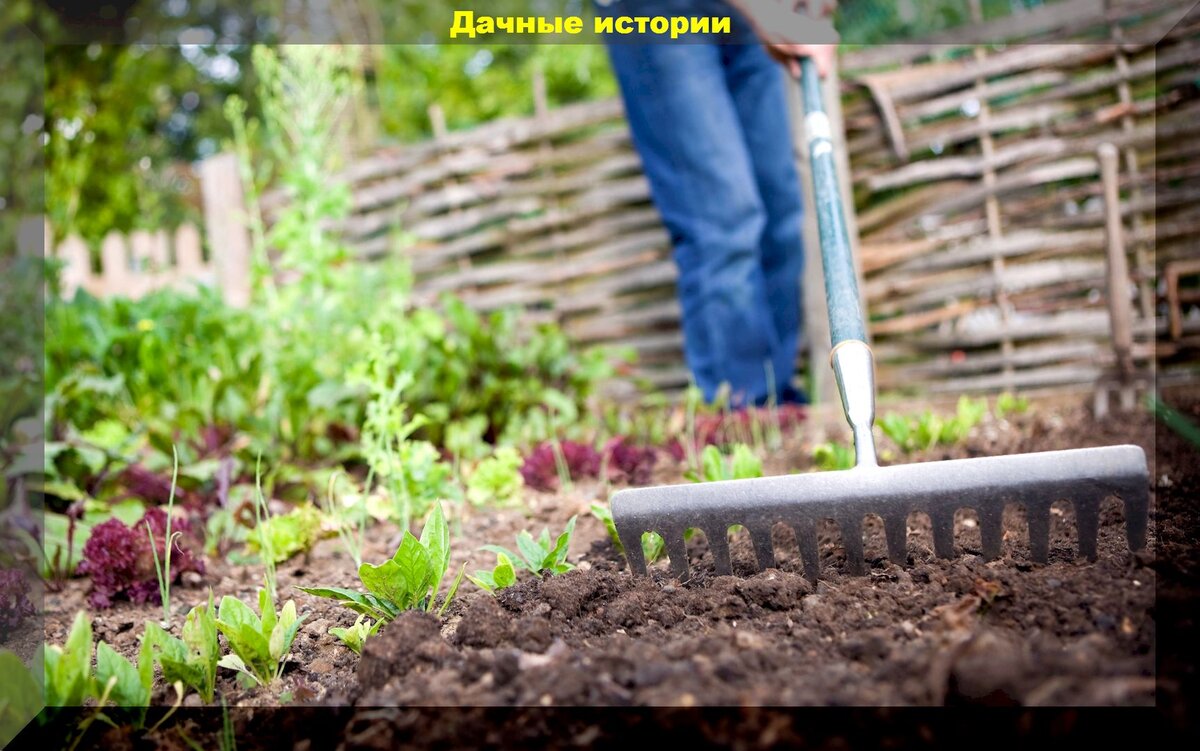 Агроприемы улучшающие рост растений: что сделать осенью чтобы почва стала воздушной и питательной, а сад и цветник без потерь перезимовали