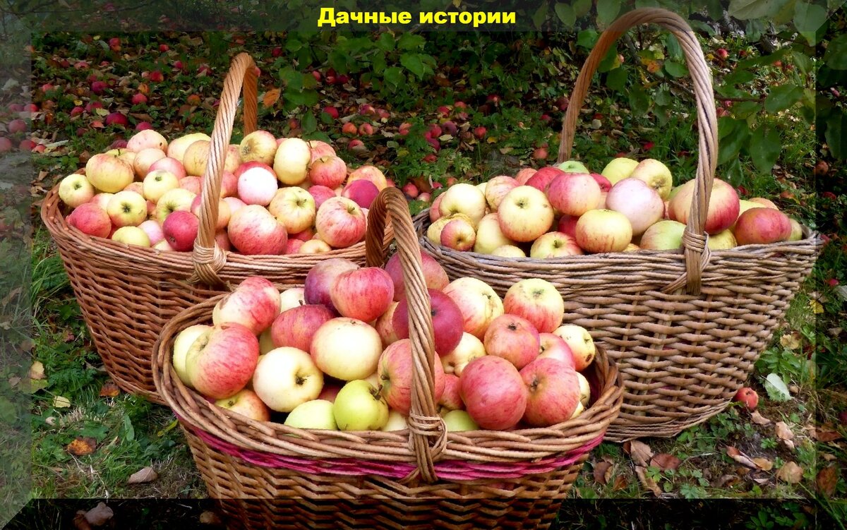 Как сохранить яблоки и груши как можно дольше: сочные и вкусные фрукты, как только что с дерева
