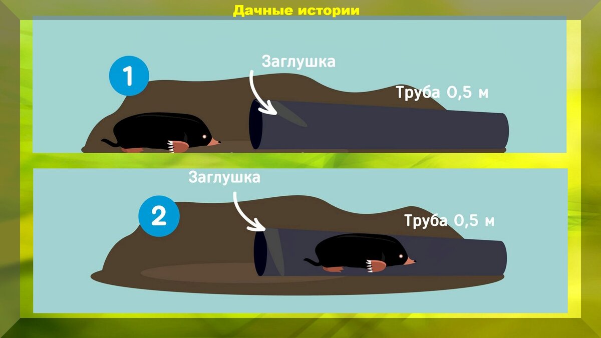 Что делать если на участке поселился крот: эффективные способы прогнать крота с участка, не причинив вреда