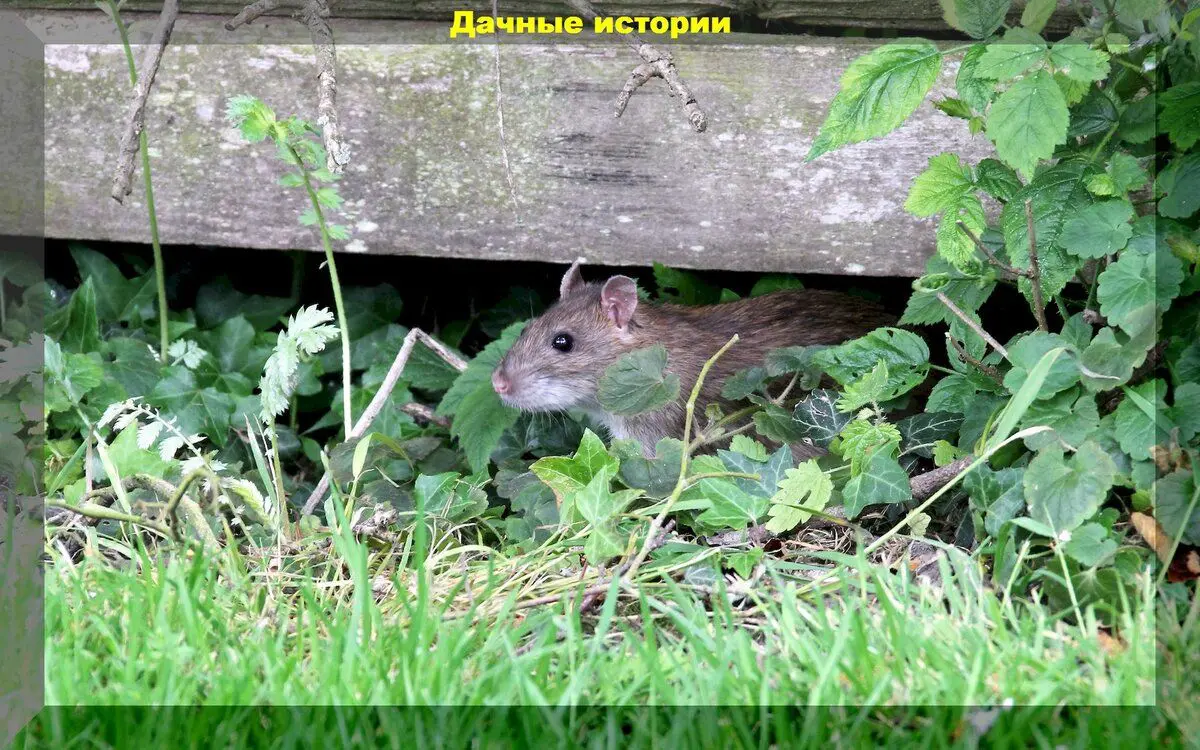 Мышей не будет точно: проверенные способы которыми дачники избавляются от грызунов в доме и саду