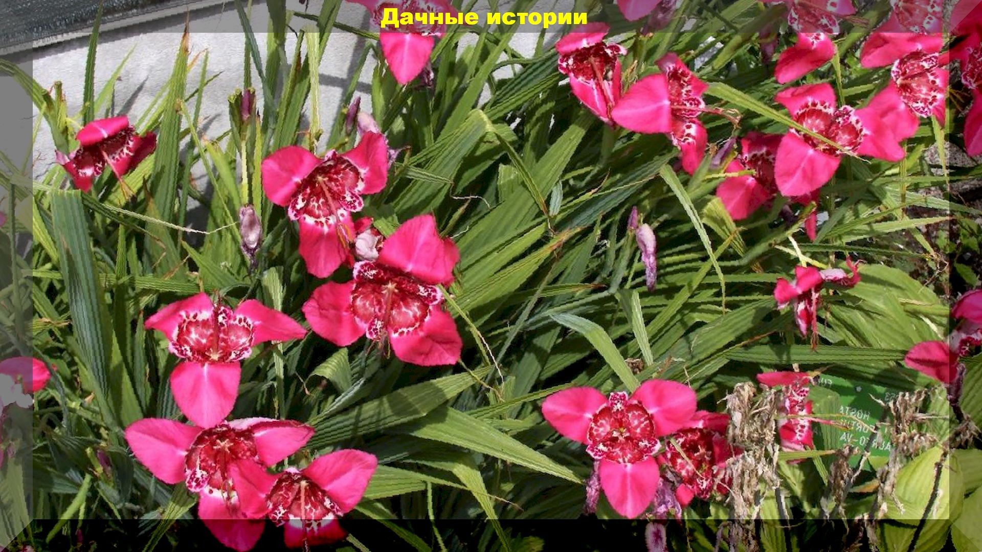 Самые быстрорастущие луковичные цветы: луковичные цветы, которые гарантированно зацветет в год посадки