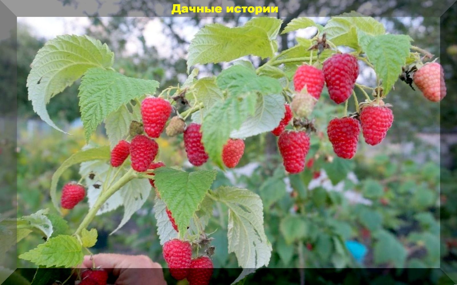 Ремонтантная малина осенью. Малина ремонтантная Полесье. Rubus idaeus 'autumn Bliss' описание сорта.