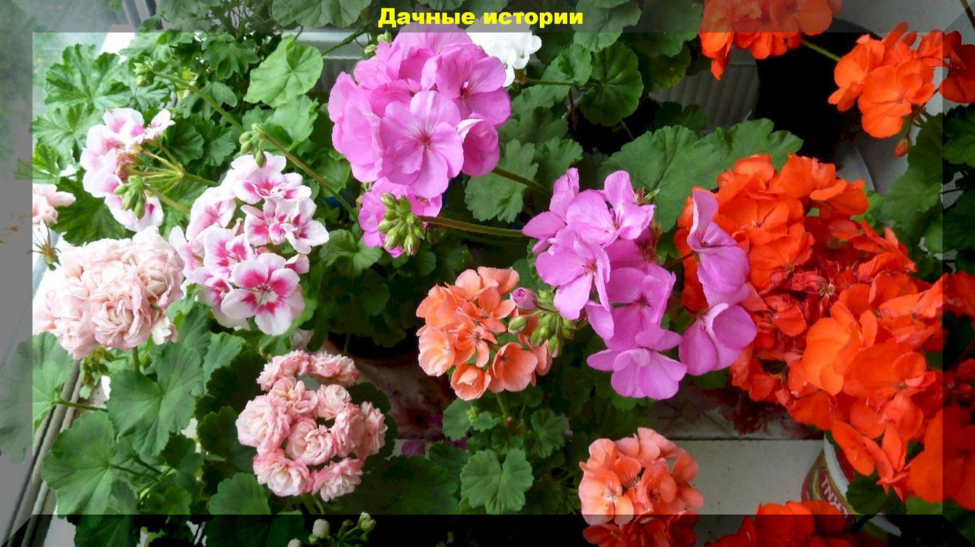 Выращиваем большой и красиво цветущий куст комнатной герани (пеларгонии). Практические советы цветоводов