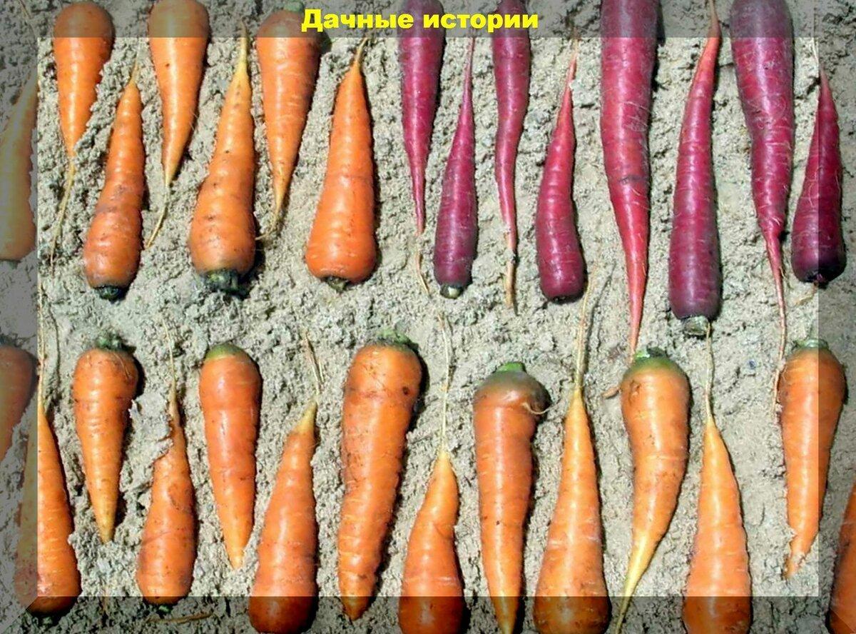 Проверенный поколениями: простой и интересный способ подготовки моркови к хранению и сохранить без потерь