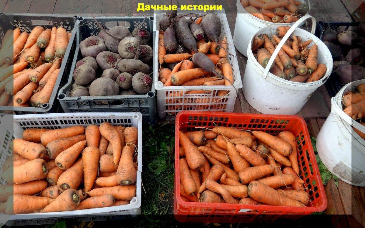 Проверенный поколениями: простой и интересный способ подготовки моркови к хранению и сохранить без потерь