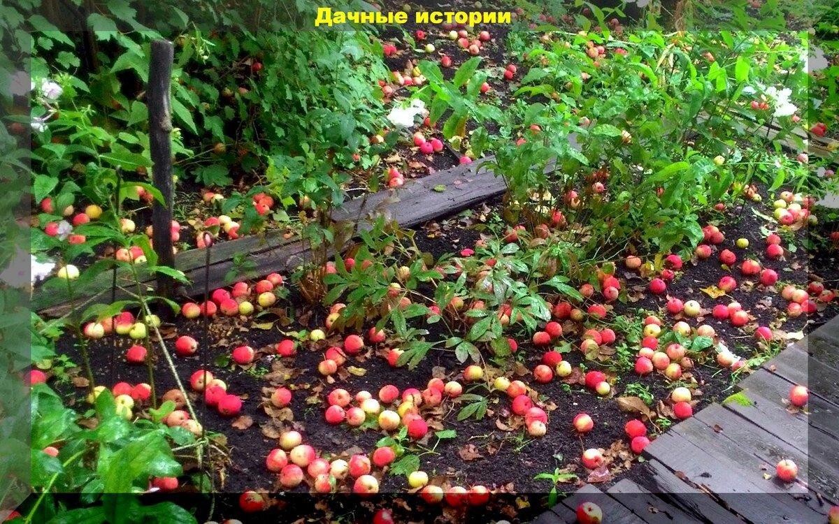 Можно ли падалицей яблок закислить почву: как падалица яблок влияет на pH и можно ли вносить падалицу яблок для подкисления почвы