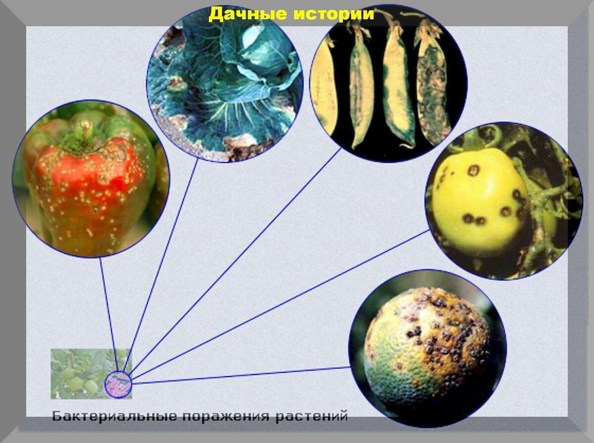 Бактерии поражающие растения