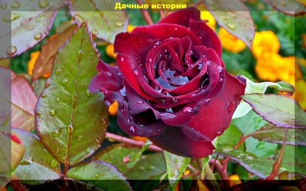 Готовим розы к зимовке: очень важные советы начинающим по подготовке роз к зиме