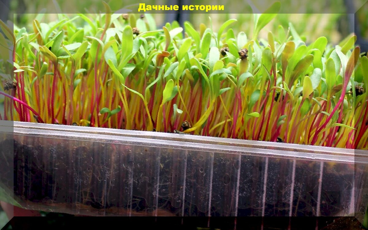 Как вырастить микрозелень на подоконнике: важные правила выращивания полезного и питательного продукта
